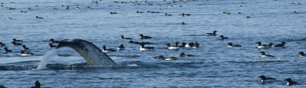 NTI Advances Angirratsaliulauqta with Creation of Igluvut Corporation